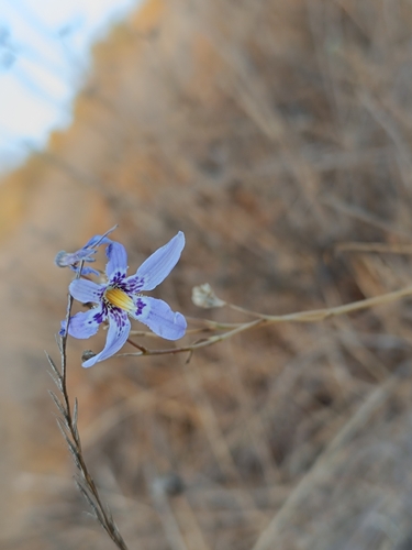 Conanthera bifolia