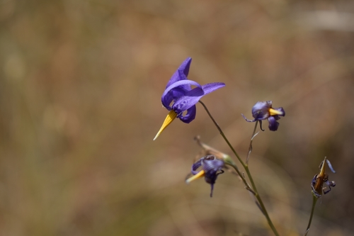 Conanthera bifolia