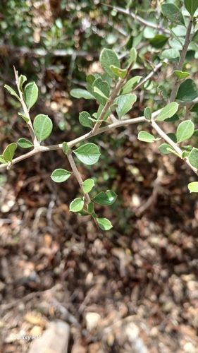 Condalia brandegeei