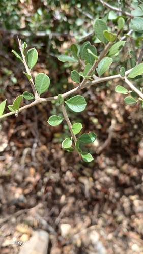 Condalia brandegeei