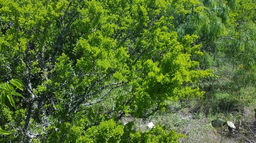 Condalia obovata