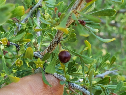 Condalia spathulata