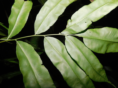 Coniogramme fraxinea