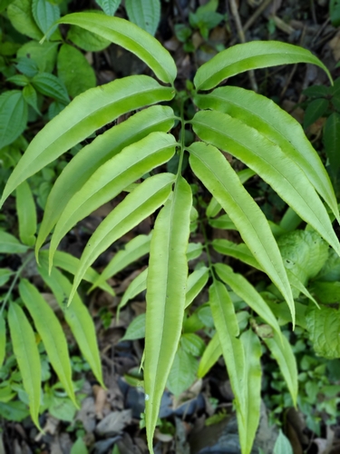 Coniogramme intermedia