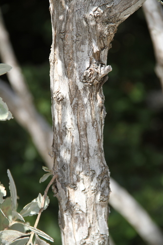 Conocarpus erectus