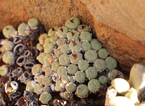 Conophytum truncatum