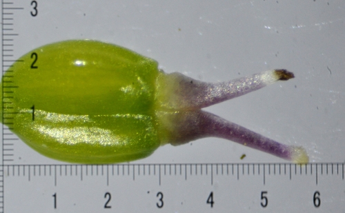 Conopodium majus