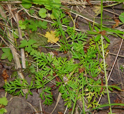 Conopodium majus