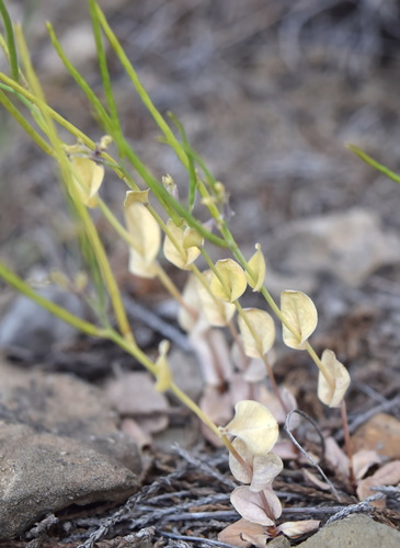Conringia clavata