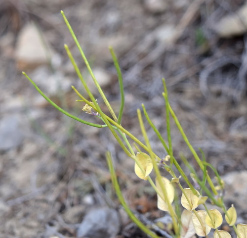 Conringia clavata