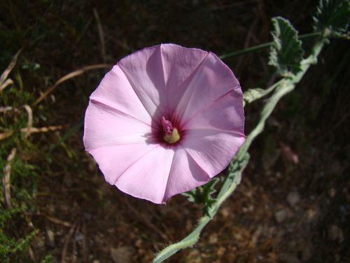 Convolvulus althaeoides