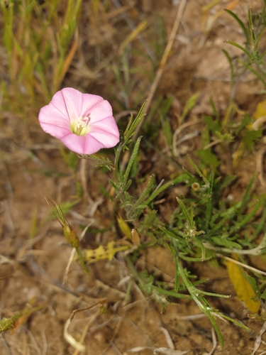Convolvulus angustissimus