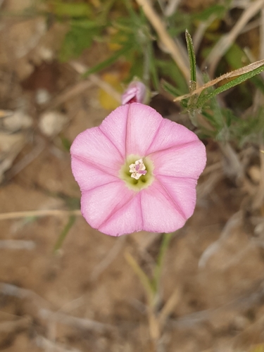 Convolvulus angustissimus