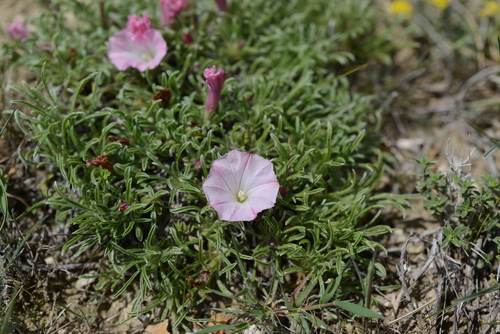 Convolvulus assyricus