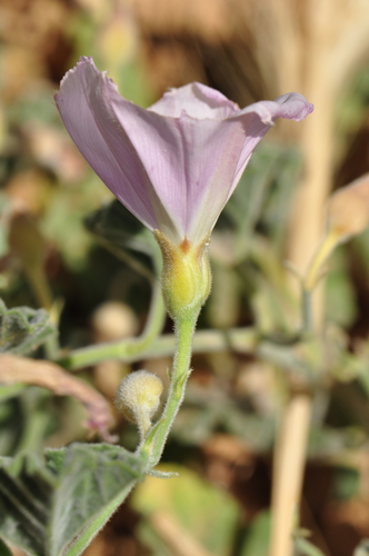 Convolvulus galaticus