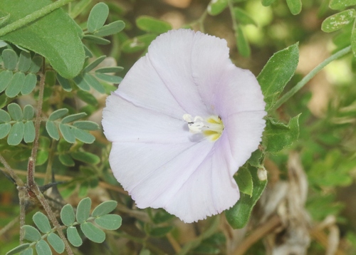 Convolvulus glomeratus