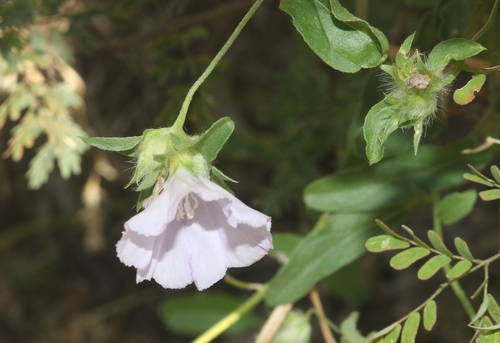 Convolvulus glomeratus