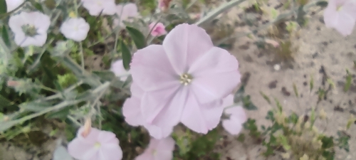 Convolvulus pilosellifolius
