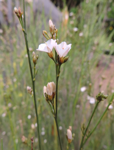 Convolvulus scoparius