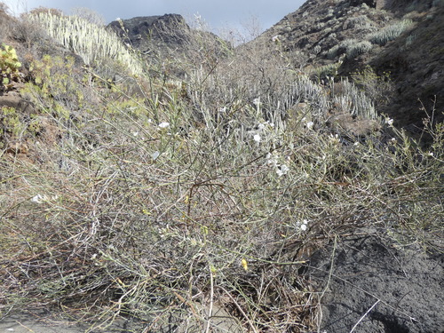 Convolvulus scoparius