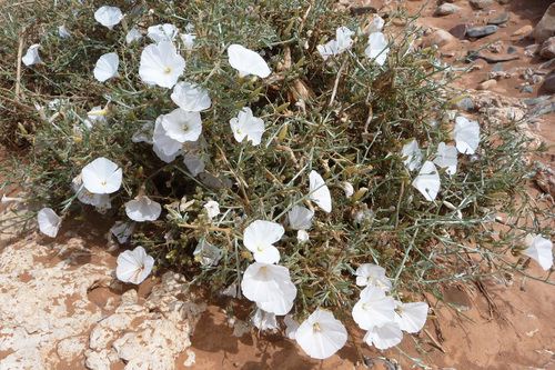 Convolvulus trabutianus