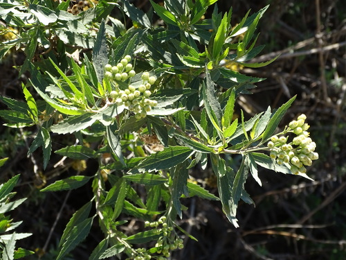Conyza scabrida