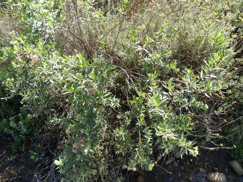 Conyza scabrida