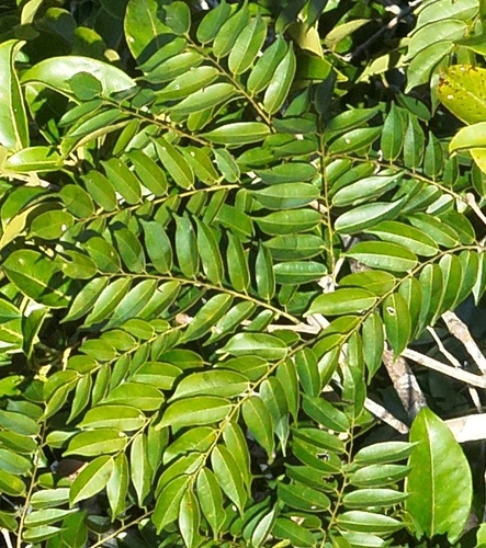Copaifera multijuga