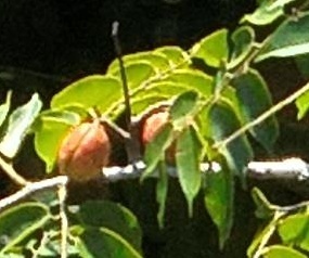 Copaifera multijuga
