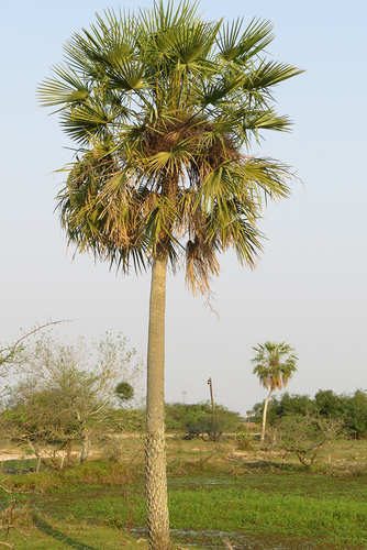 Copernicia alba
