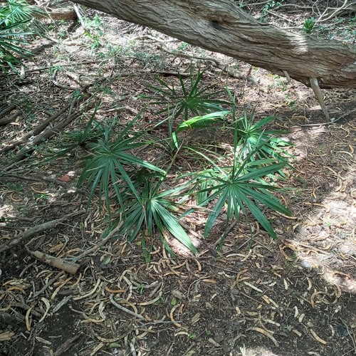 Copernicia tectorum