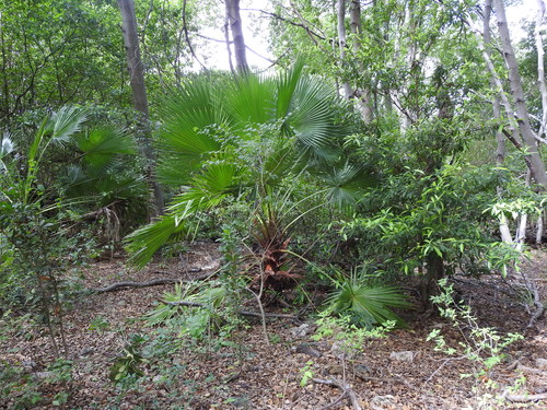 Copernicia tectorum
