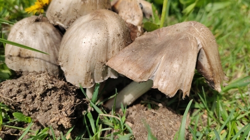 Coprinus atramentarius