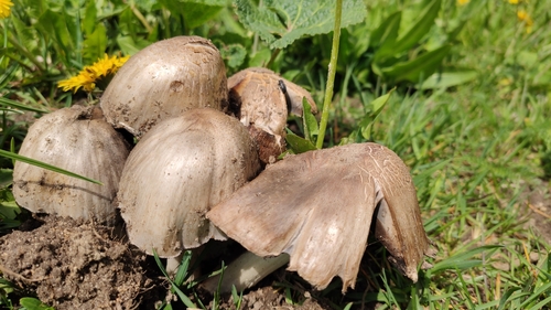 Coprinus atramentarius