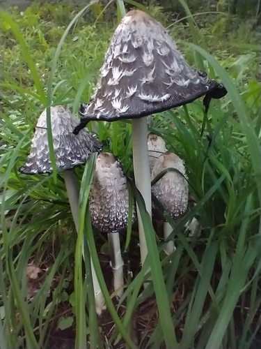Coprinus comatus