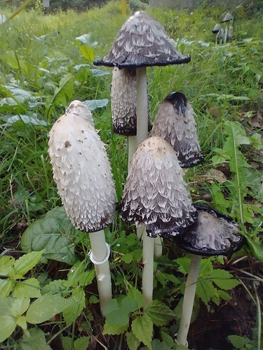 Coprinaceae