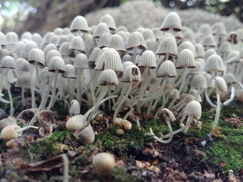 Coprinus disseminatus