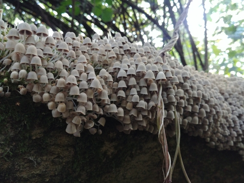 Coprinus disseminatus