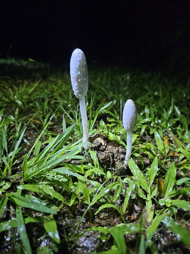 Coprinus sterquilinus