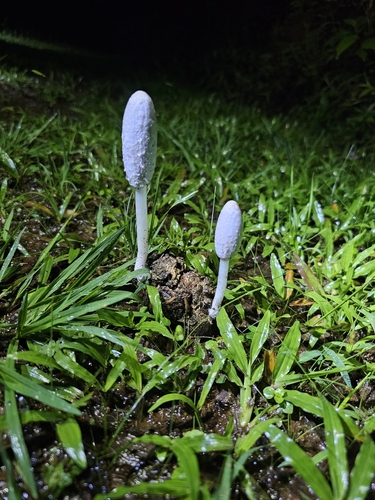 Coprinus sterquilinus