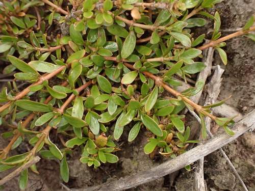 Coprosma acerosa