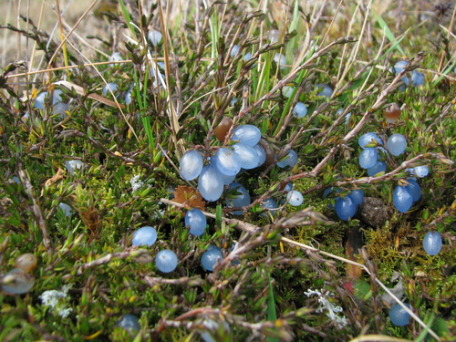 Coprosma brunnea