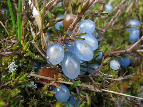 Coprosma brunnea