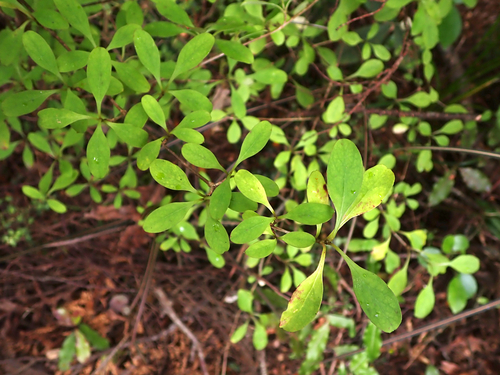 Coprosma foetidissima