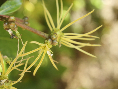 Coprosma lucida
