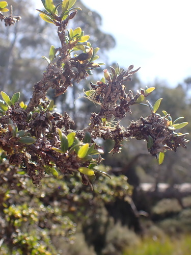 Coprosma nitida