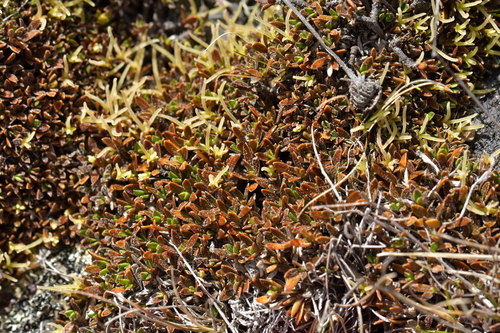 Coprosma petriei