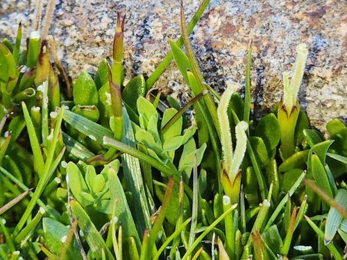 Coprosma pumila