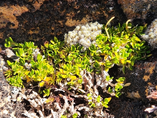 Coprosma pumila