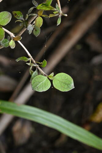 Coprosma rhamnoides